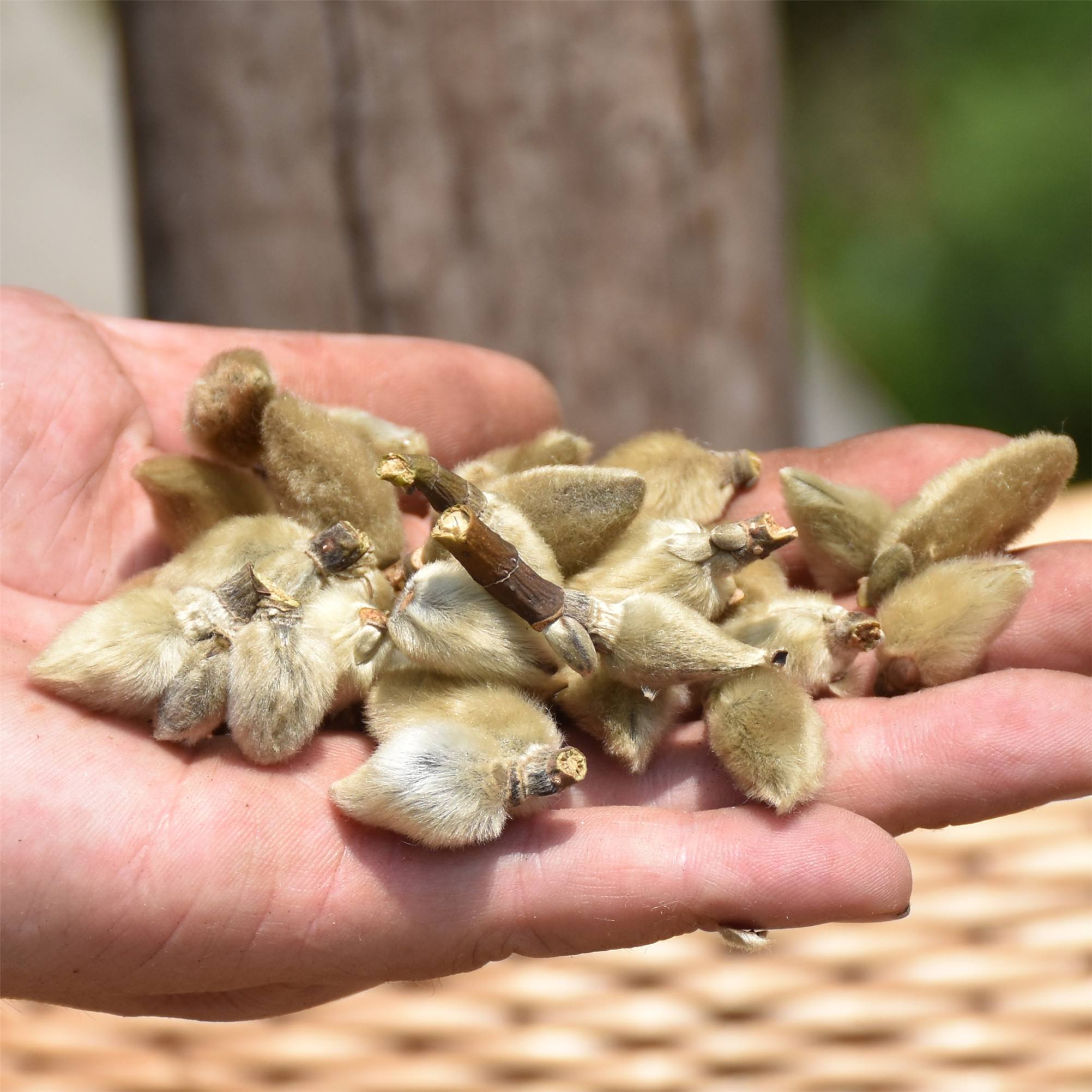 治鼻炎熏鼻子的中药配方,顽固性鼻炎中药配方
