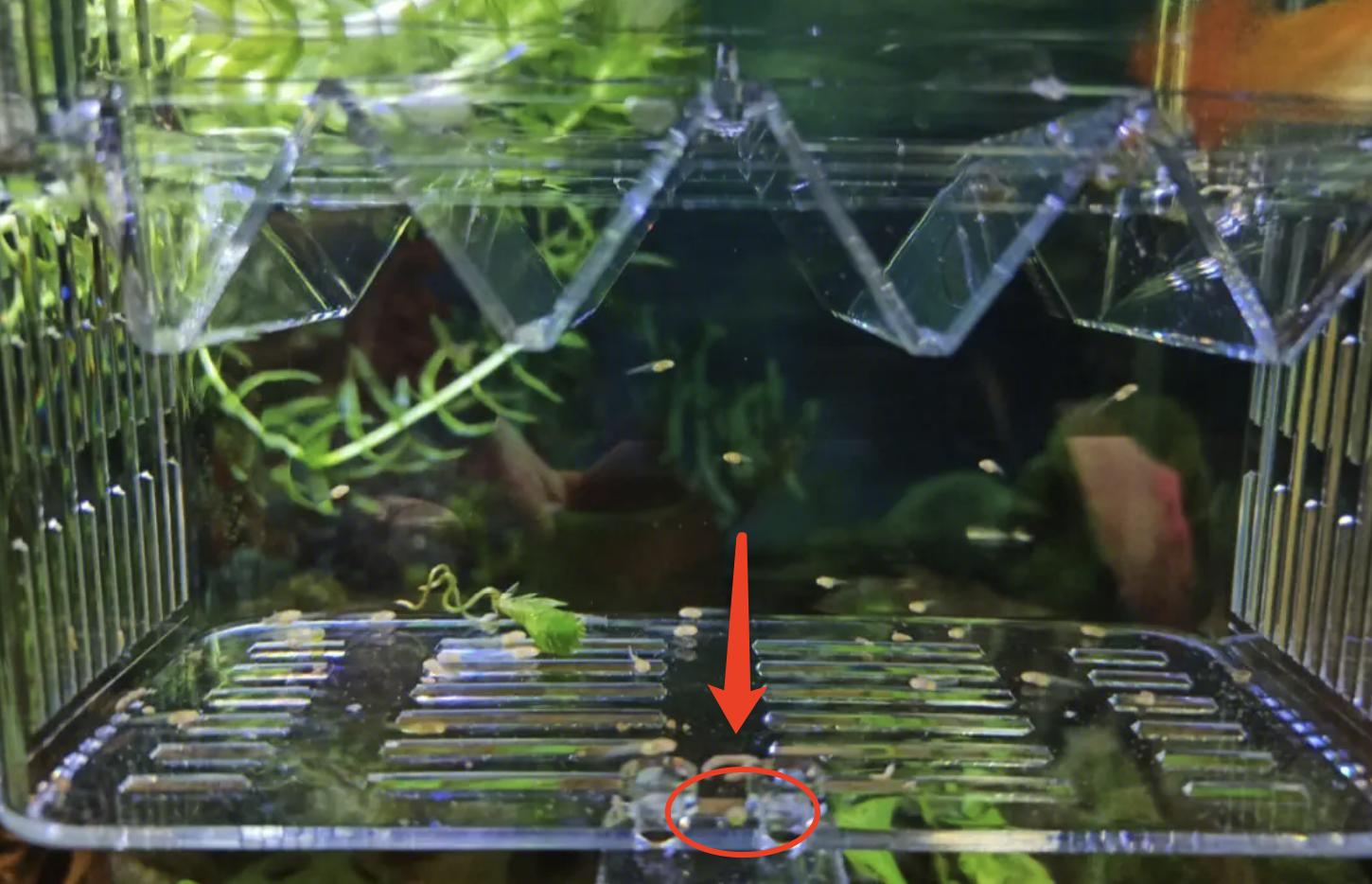 孔雀鱼母鱼要生产征兆,孔雀鱼老是生蛋怎么回事