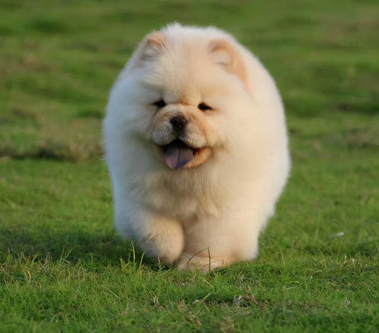 松狮犬为什么不建议养,松狮犬为啥不建议养了呢