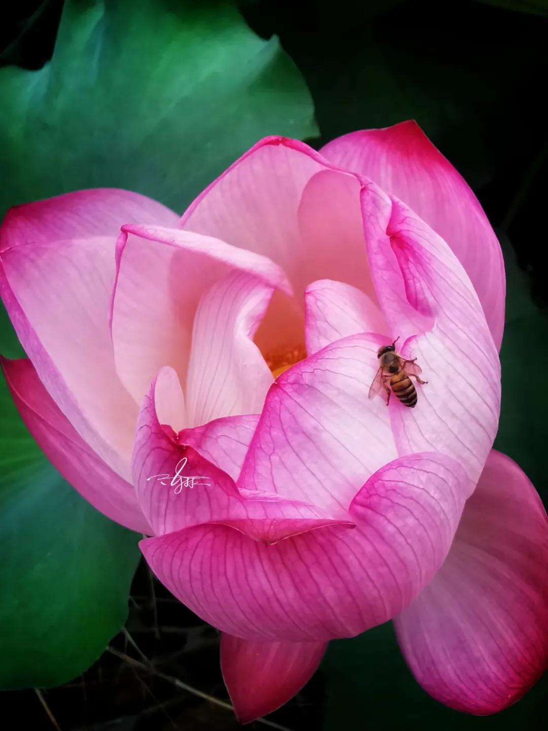 子宫内膜异位症引发痛经,子宫内膜异位症痛经
