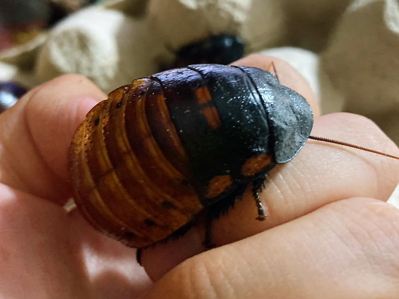 最聪明宠物蟑螂,会飞宠物蟑螂品种