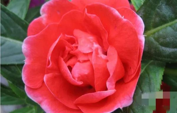 一花一世界一念一佳人的图片,一花一世界一叶一春秋图片