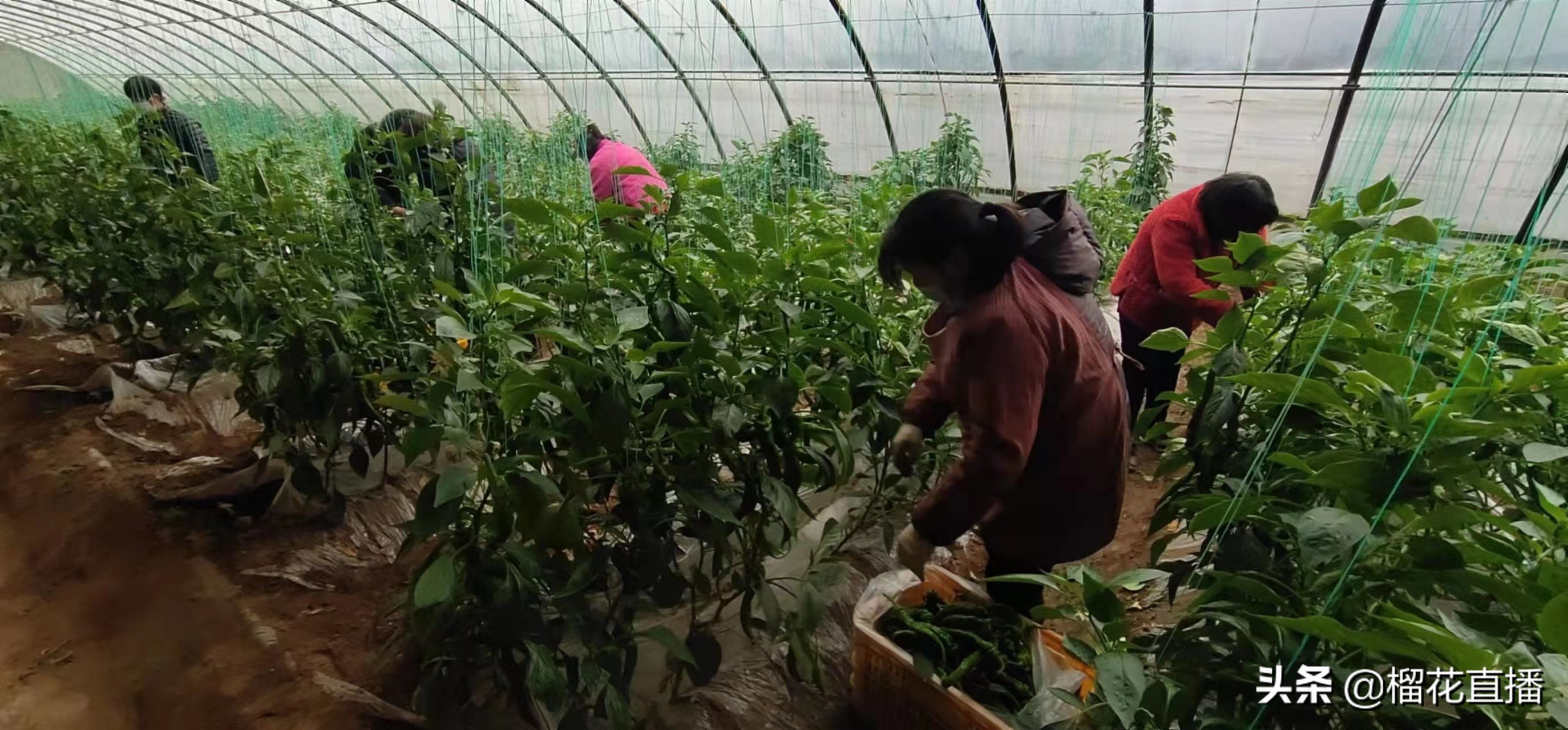 珍佰粮鄠邑,珍佰粮油