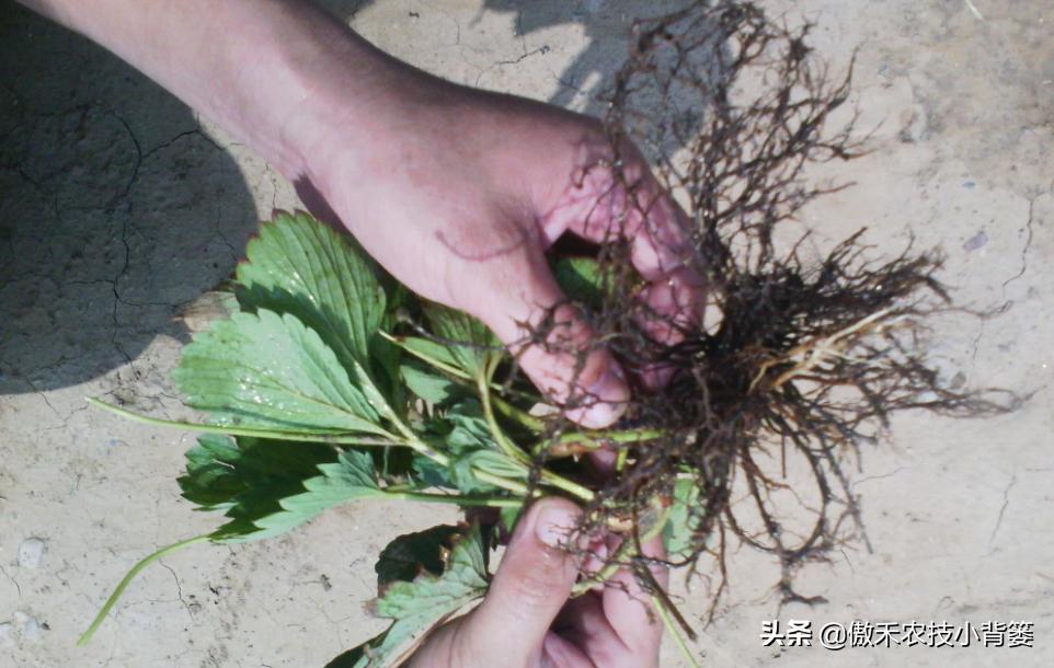 土传病害最好的防治解决方法,土传病害用什么药治