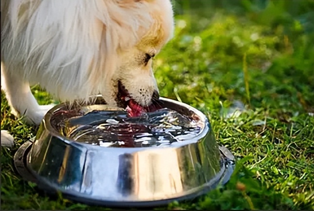 不要对狗狗做的动作,不要对宠物做的事