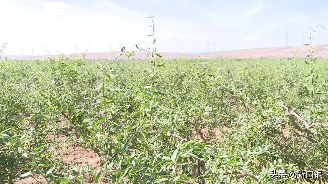 看看粤港澳大湾区记者们笔下的白银