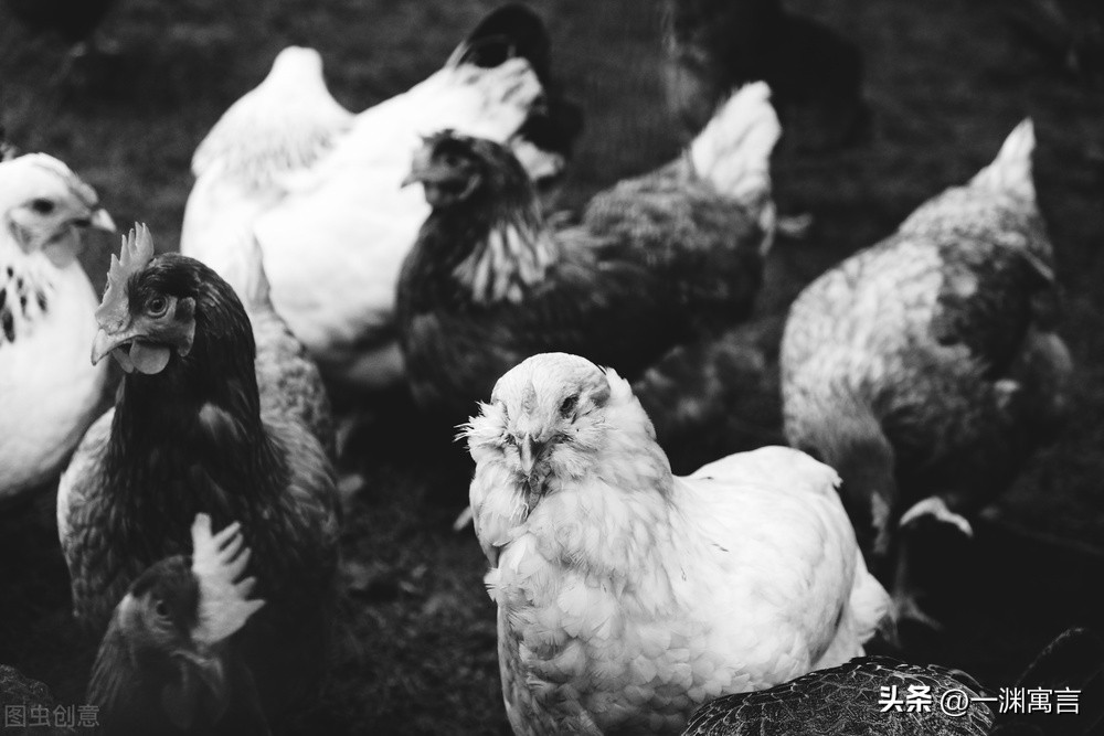 日本兵偏爱吃鸡！1937年*京大南***杀屠**中的荒唐一幕，家中有鸡能救命