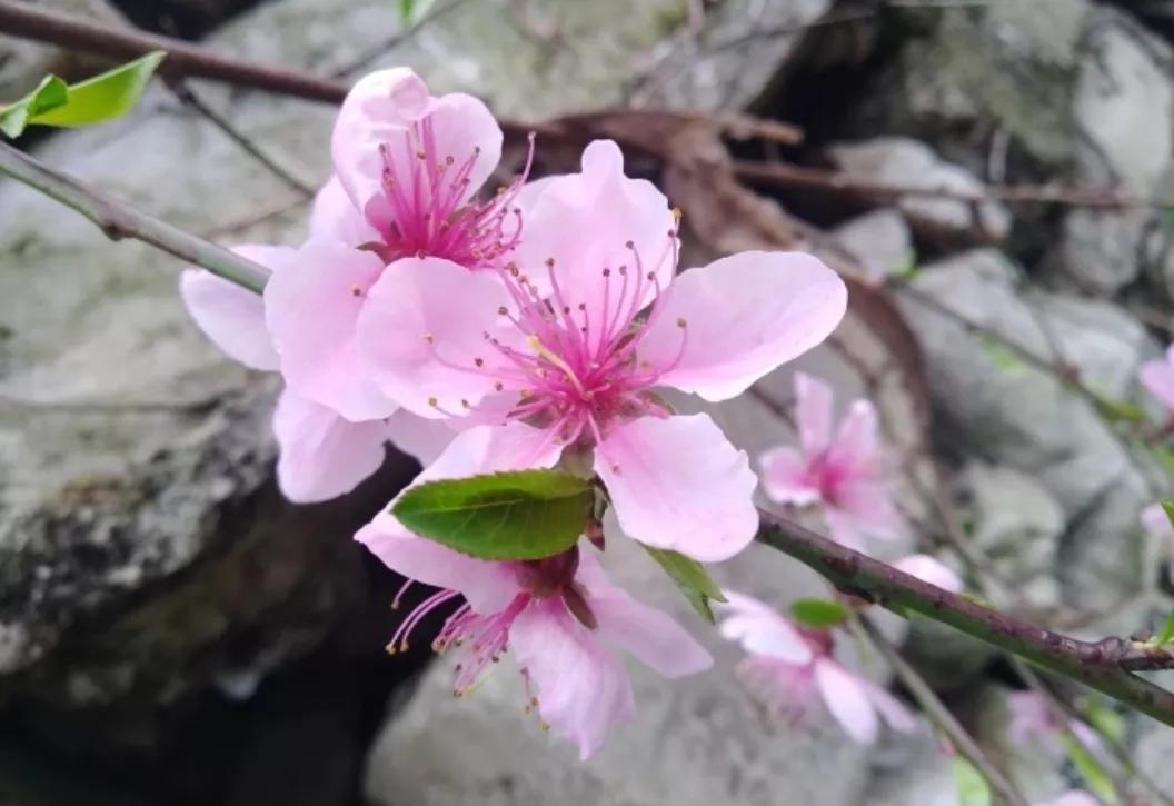 关于桃花的七言绝句古诗,5首久不见经传的桃花诗值得一读