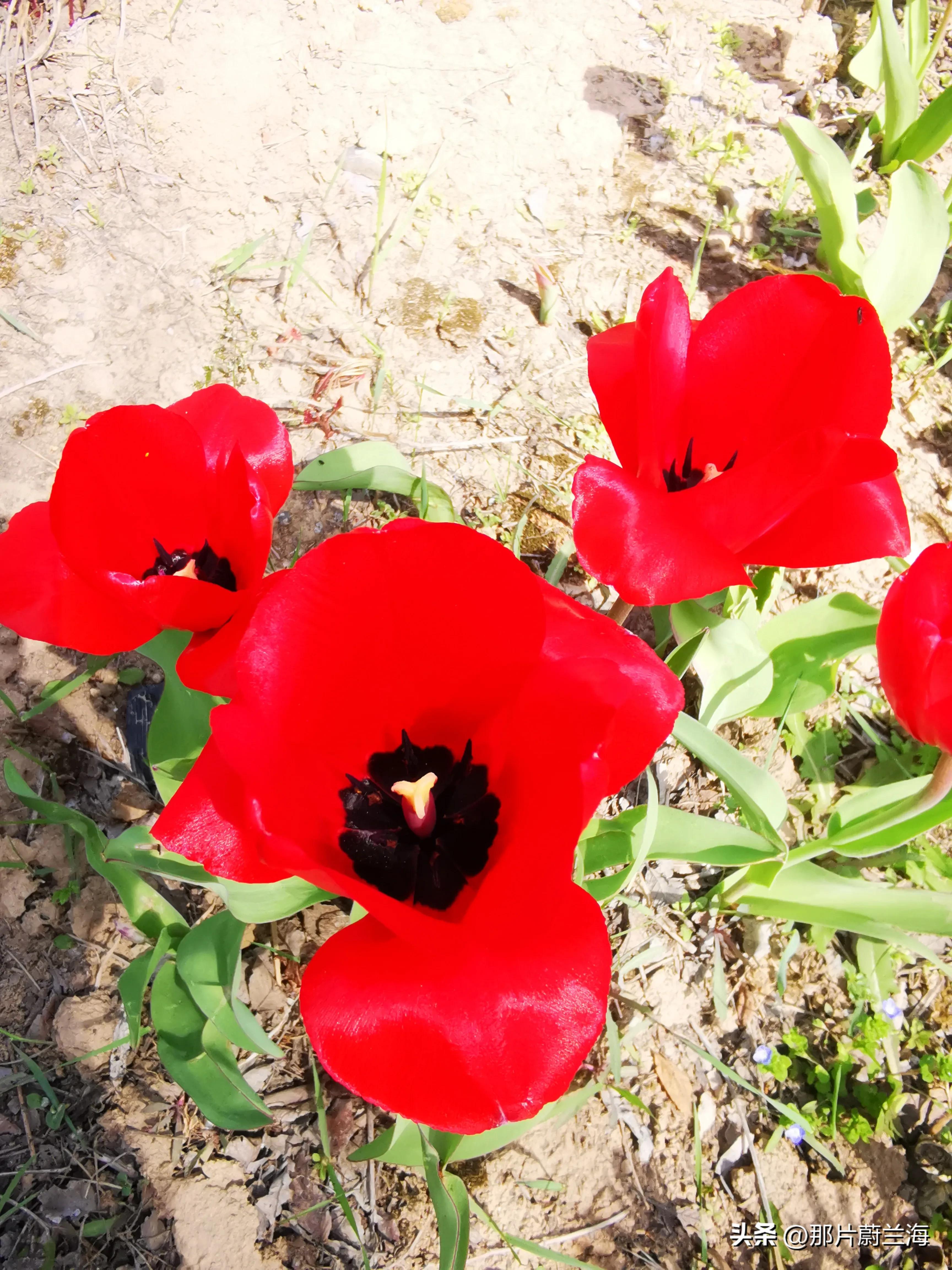 郁金香的花语最浪漫的,郁金香浪漫花语