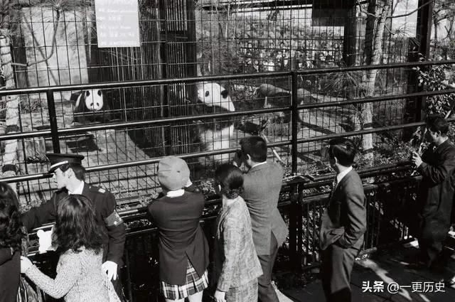 旅居美国的熊猫丫丫,旅美熊猫艰辛的回国之路