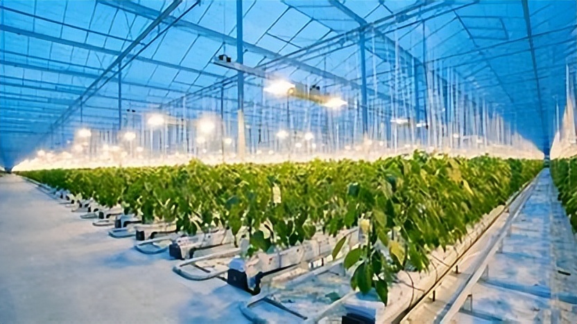 有机农业的基本特征,有机农业的利弊