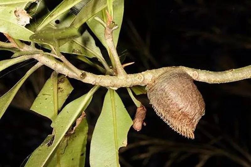 儿童遗尿的中药治疗方法,治疗尿失禁遗尿祖传秘方