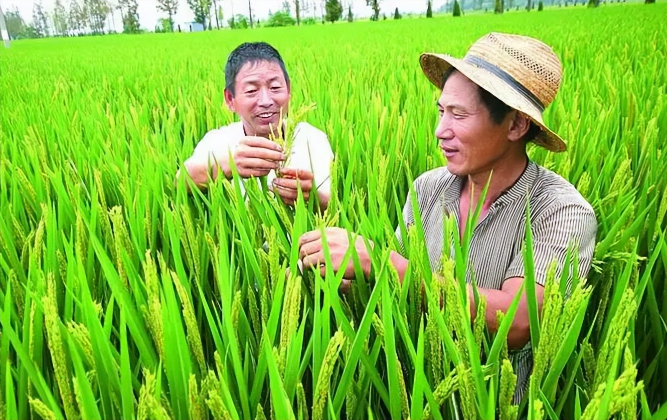 完善政策性农业保险机制,政策性农业保险对农业生产作用