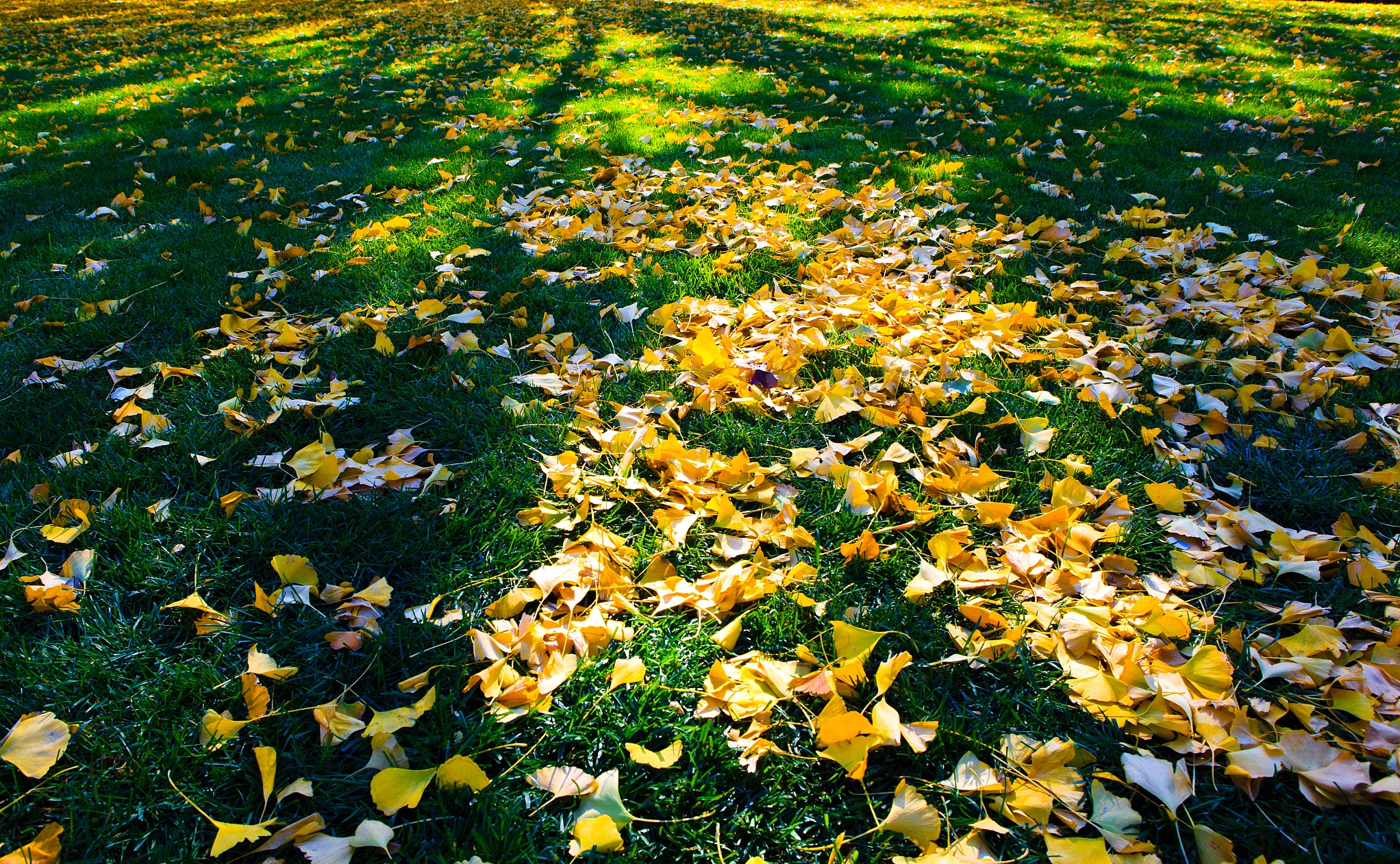 小说《锅伙》（58）：休假初回家