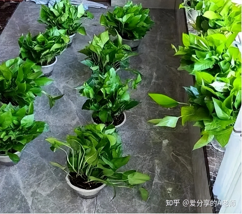 新房装修完如何快速除甲醛方法,新房装修后有效的除甲醛方法