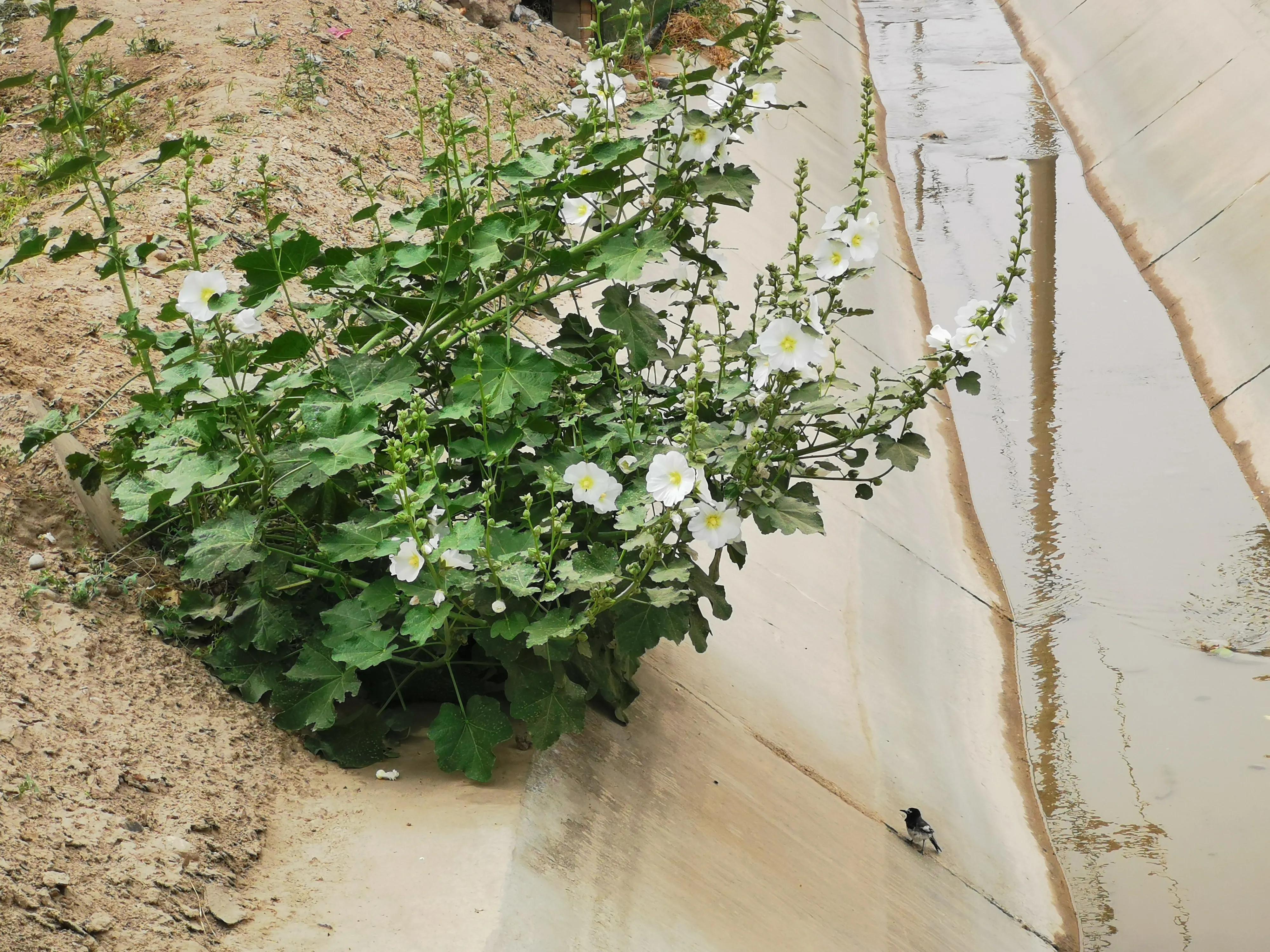 骑行新疆喀什噶尔,和田至阿拉尔沙漠公路骑行攻略