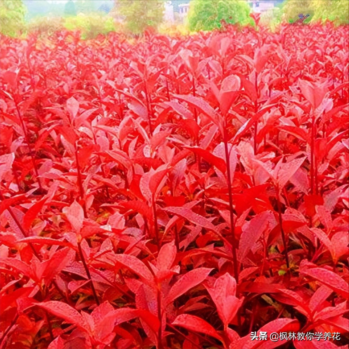 好培养的红叶树,适合室内种植的红叶树
