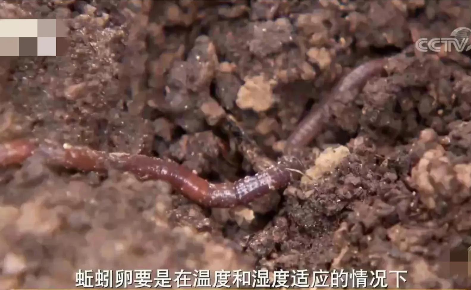 鎵垮寘鑽掑北鐪熷疄鎯呭喌,鑽掑北鑽掑湴鍒╃敤鑷村瘜