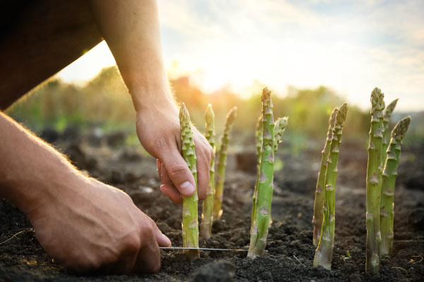 家庭菜园种植芦笋采摘视频,芦笋的家庭种植方法大全