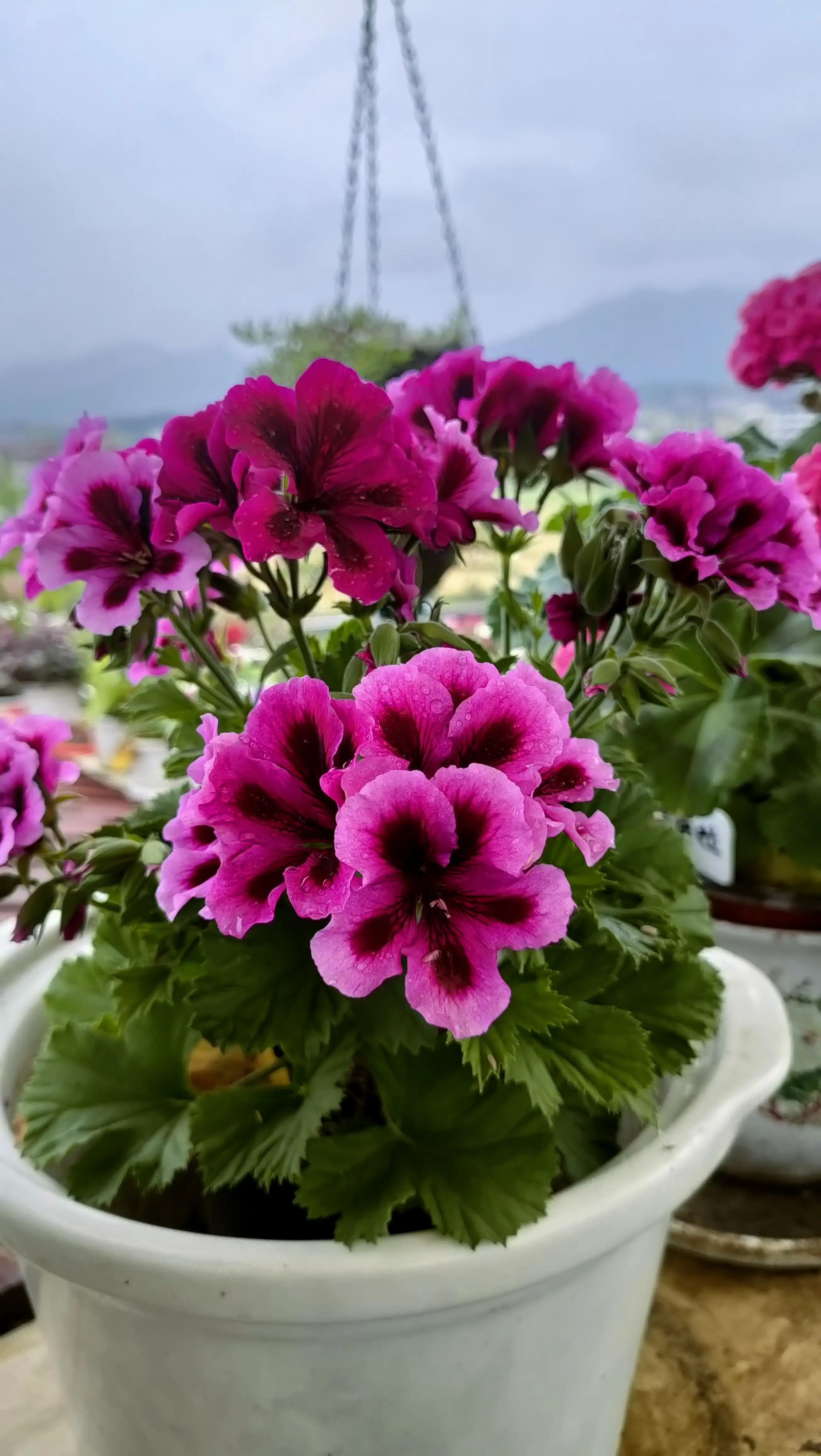 蝴蝶梅修剪视频教程,蝴蝶梅可以养老桩吗