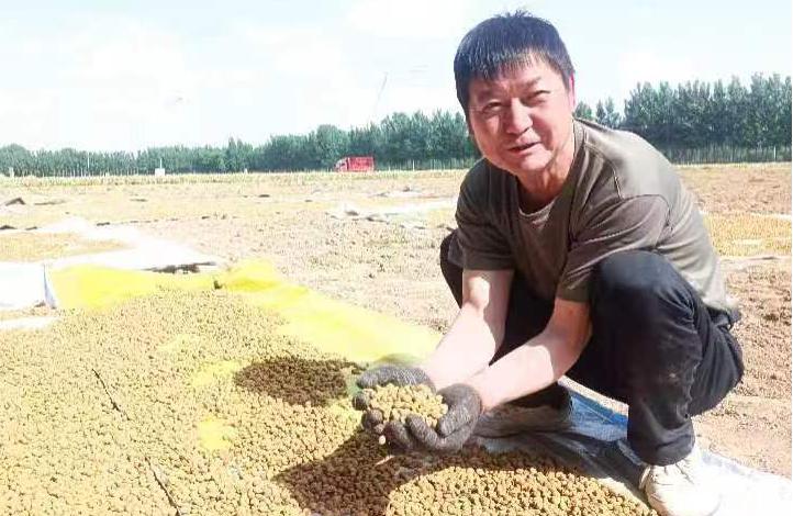 南曹乡朱坡村元胡基地,河南尉氏南曹乡最新元胡价格