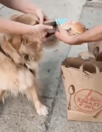 但凡给狗*载下**一个反诈APP，它都不至于被骗这么久