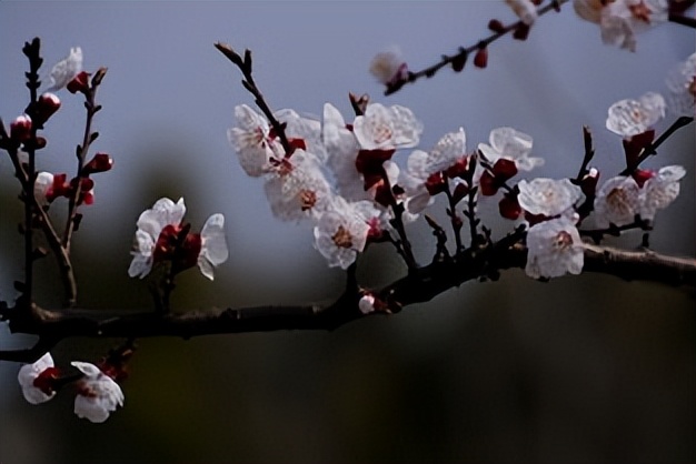一枝杏花诗词七绝,春色满园一枝红杏花