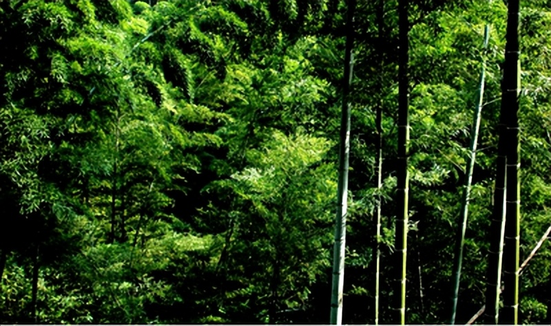 林海山水画作品欣赏,国内十大竹海排名