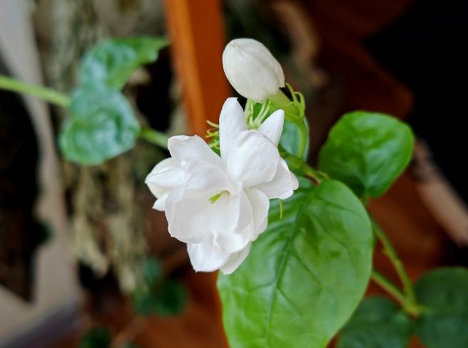 上演青出于蓝的直板手感折叠体验的荣耀MagicV2首销如何呢？