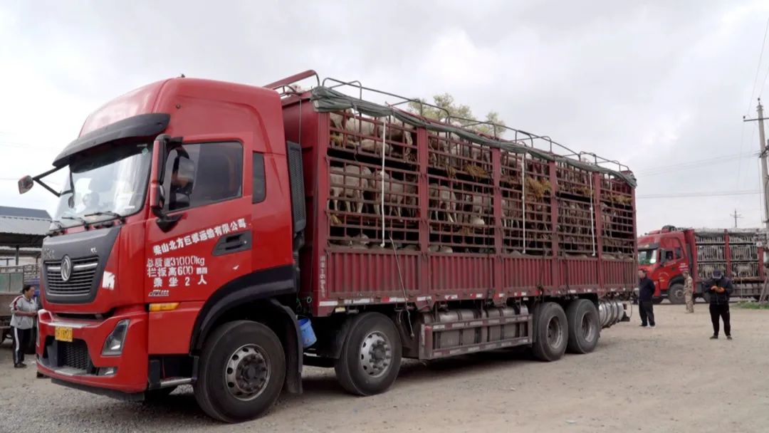 养羊农户致富,特色羊养殖走上致富路