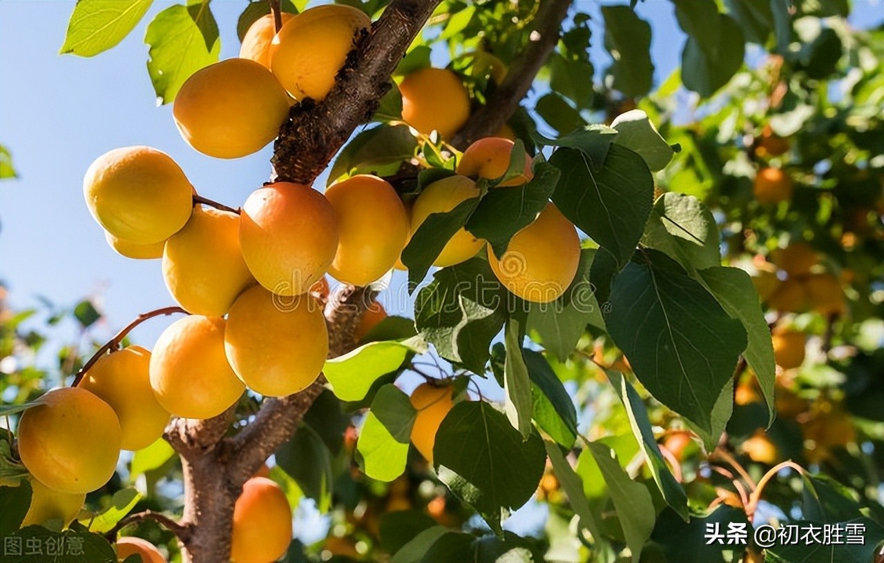夏季田园风光七绝古诗,田园春景最好的诗