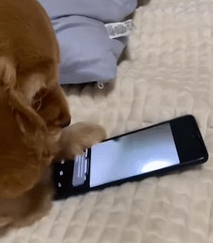 但凡给狗*载下**一个反诈APP，它都不至于被骗这么久