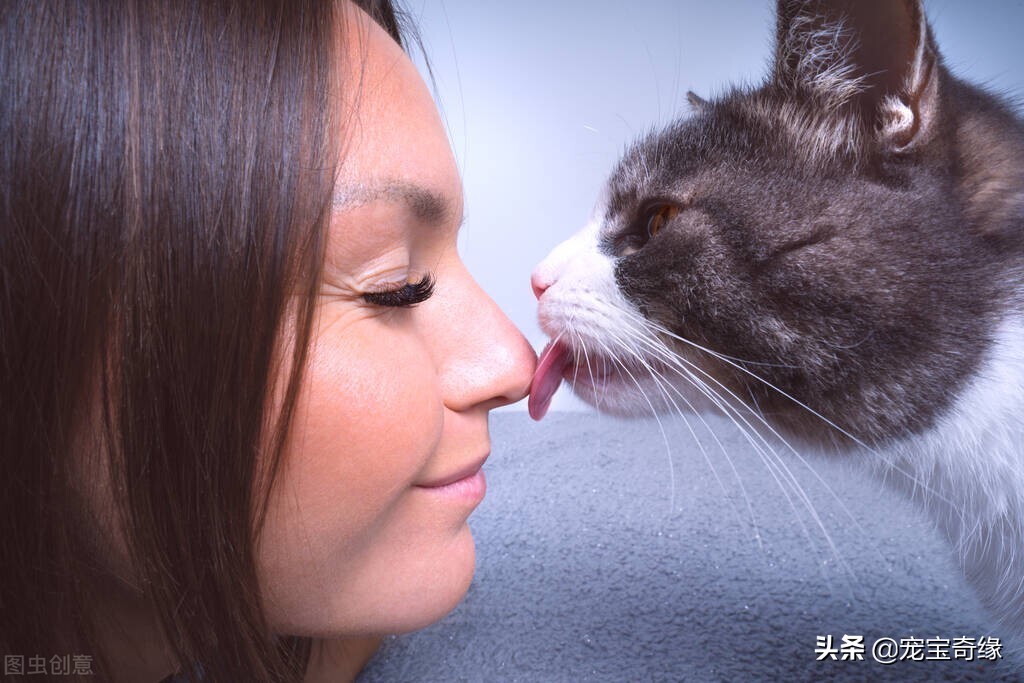 收养的流浪猫为啥突然欺负别的猫,想收养流浪猫附近没有医院怎么办