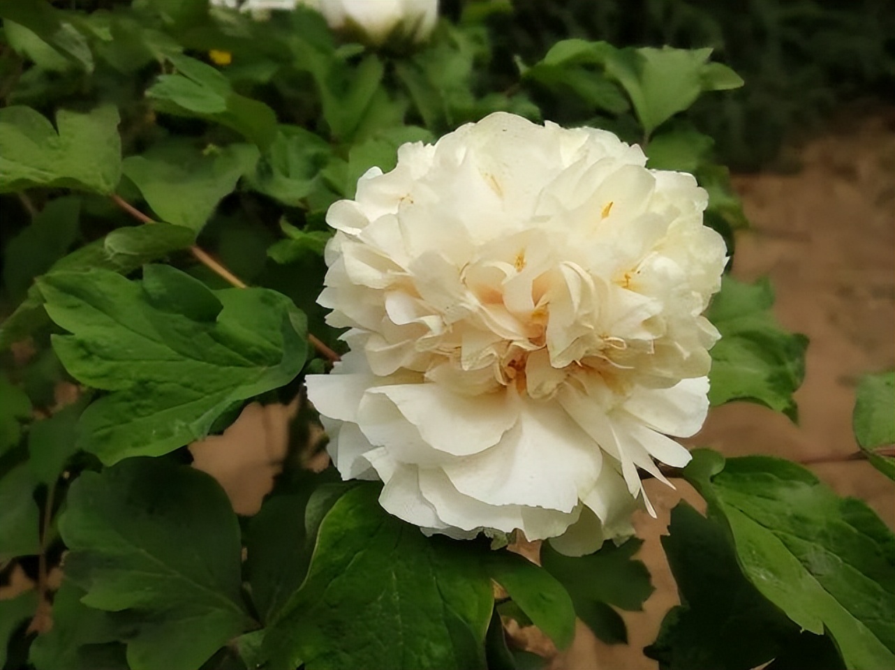 这个牡丹中的稀有品种，你知道是怎么培育出来的吗？