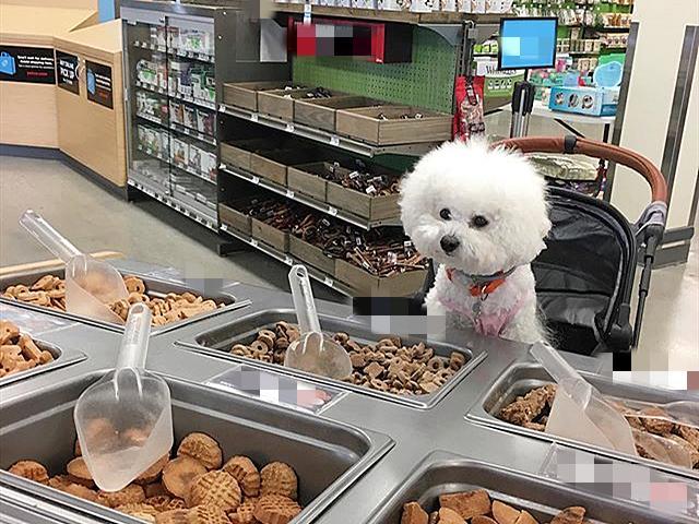 养狗的害处看完你还敢养吗,家中养狗养猫有没有害处