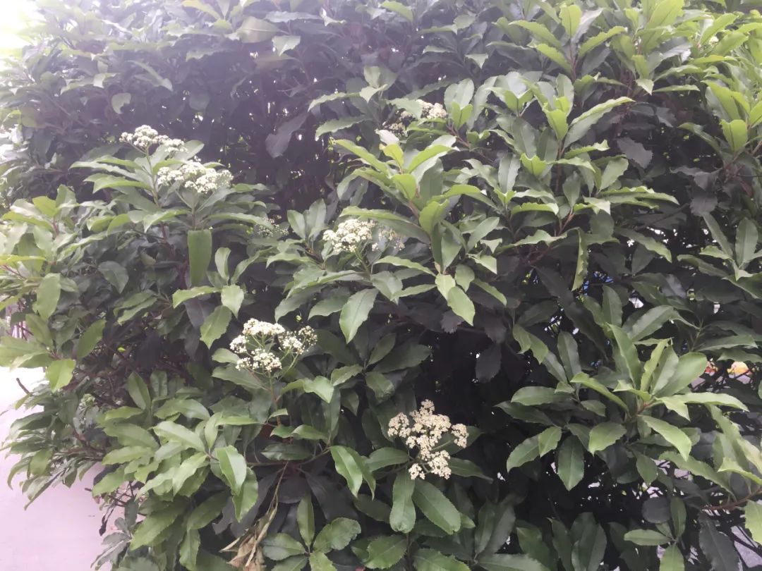 石楠花为什么种那么多,石楠花那么臭为什么还大面积种植