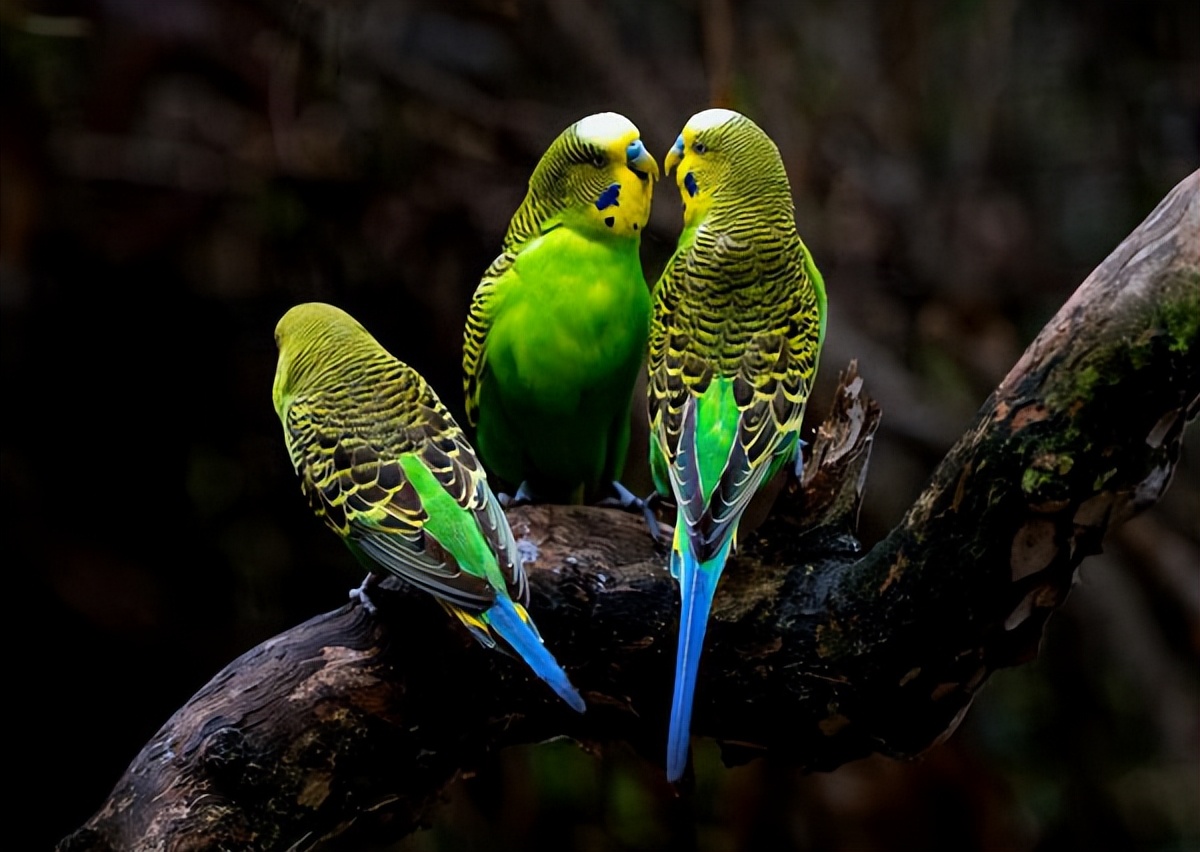 女子养鸟患鹦鹉热,鹦鹉肝肾损伤还有必要治吗