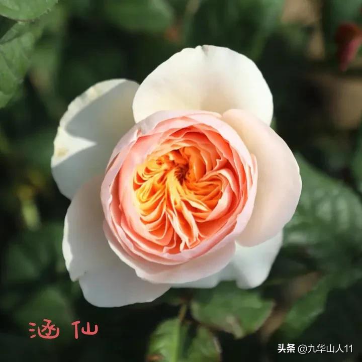 天狼月季新品预售,天狼月季官方旗舰店烛光月季