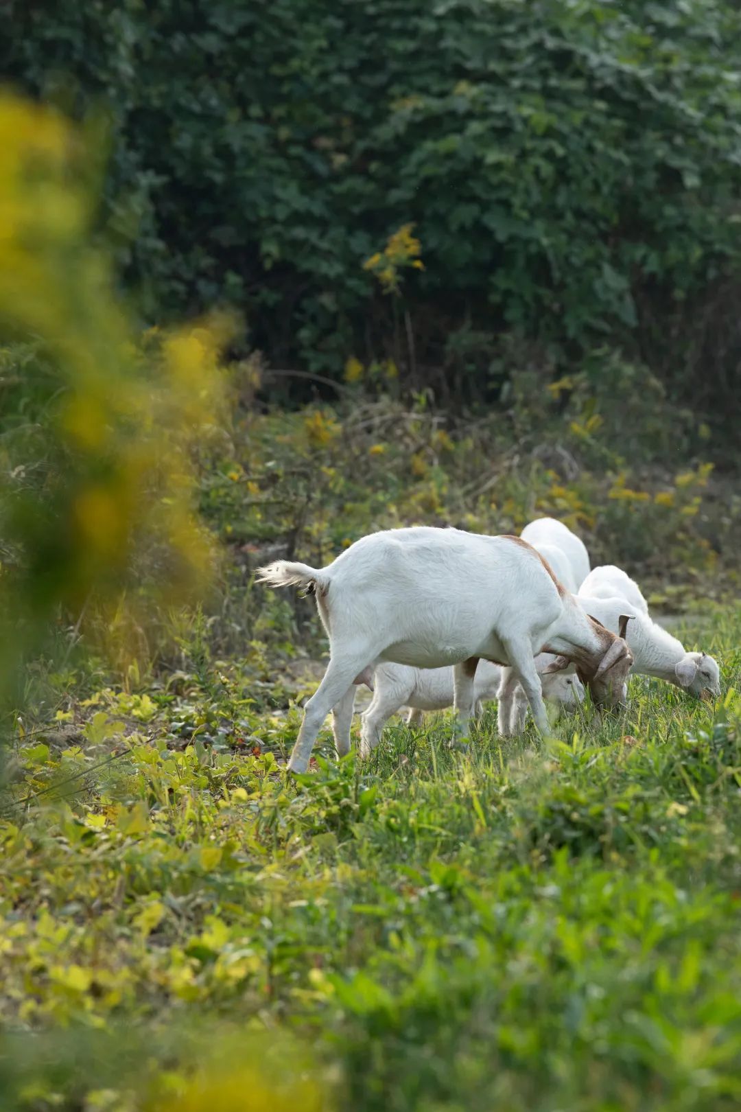 苏州西山岛游玩的感悟,春节西山岛游玩攻略
