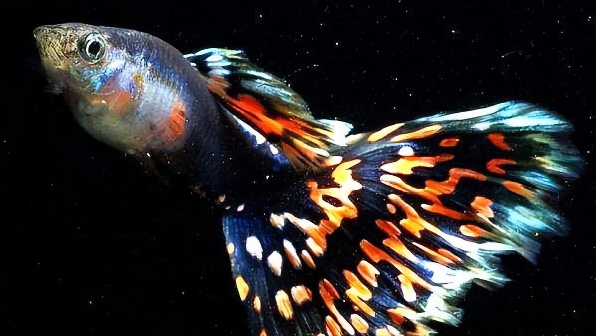 孔雀鱼的生物学特性及人工养殖和繁育技术