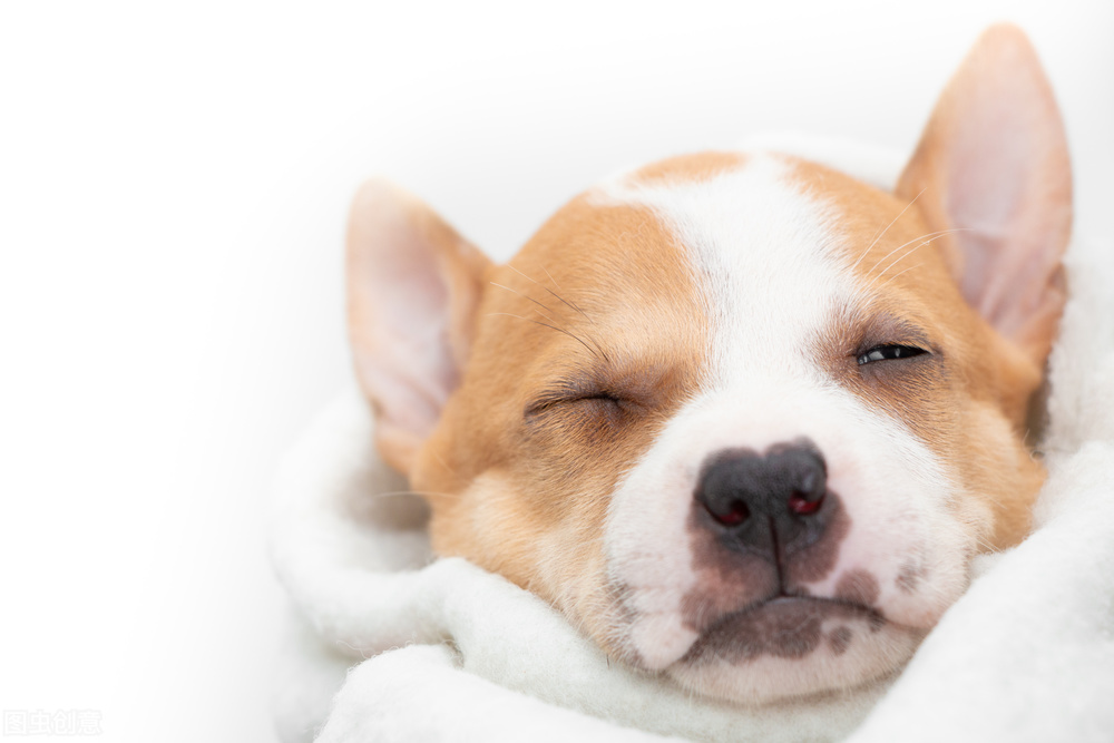 狗狗咳嗽干呕发出咔咔咔的声音,狗狗感冒咳嗽止咳最快的一招秘方