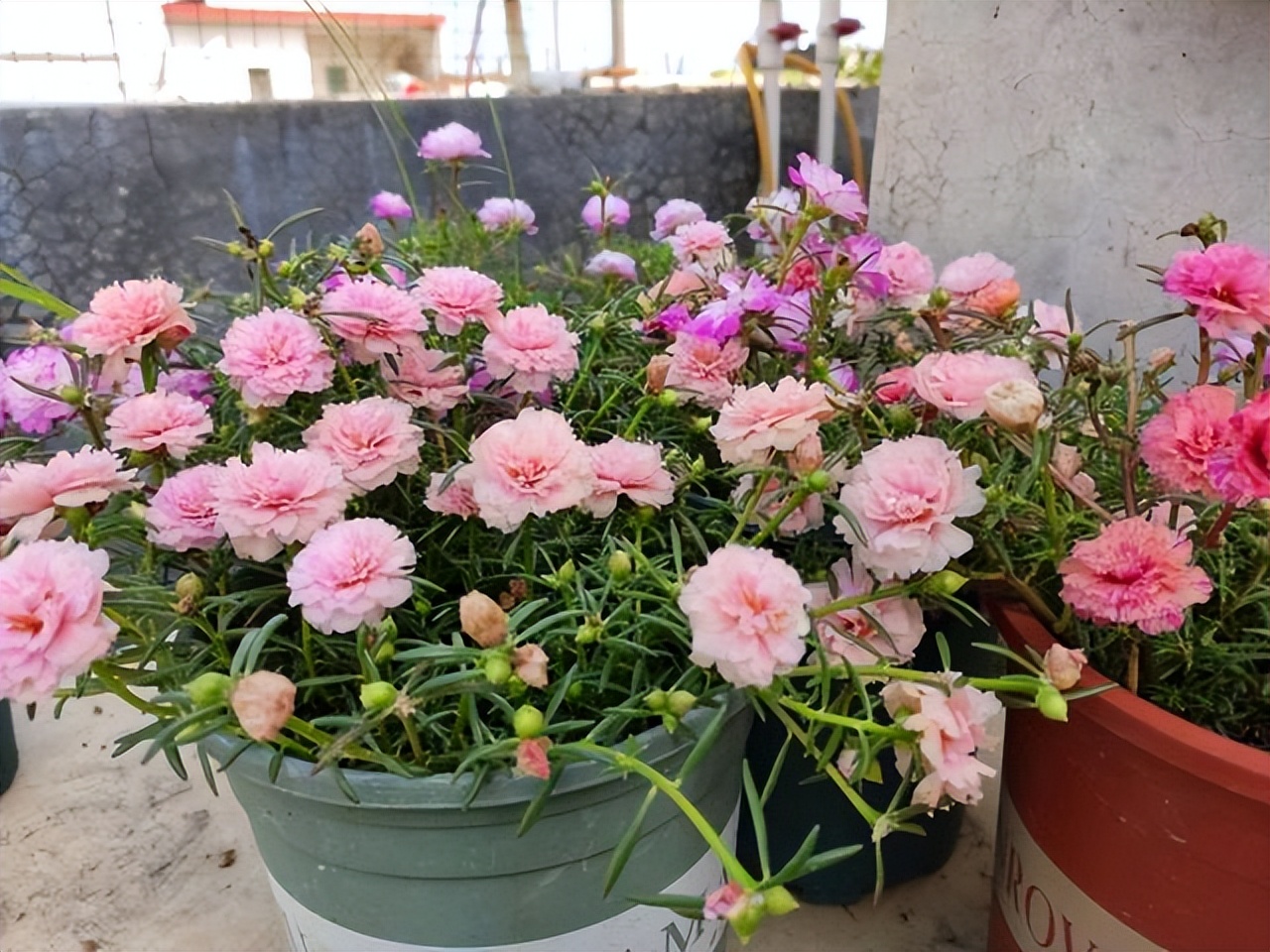 养花只用花多多1号可以吗,养花的5个秘密