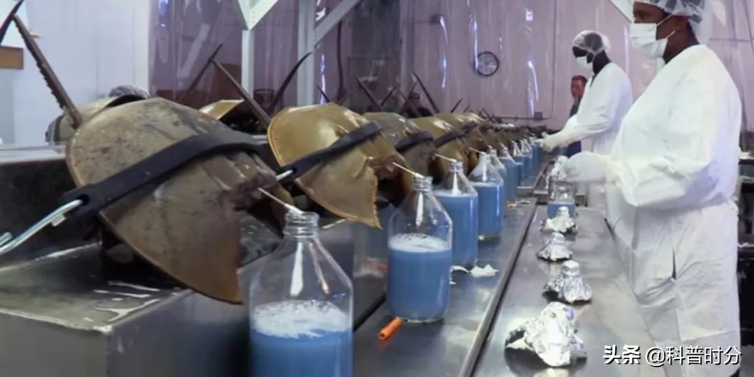 4亿多年蓝色血液引人类陷入绝境,4亿岁生物被疯狂抽血