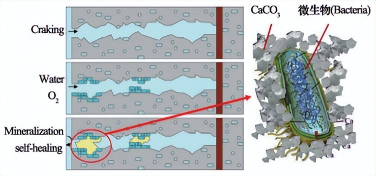 水泥自修复技术,微生物自修复水泥