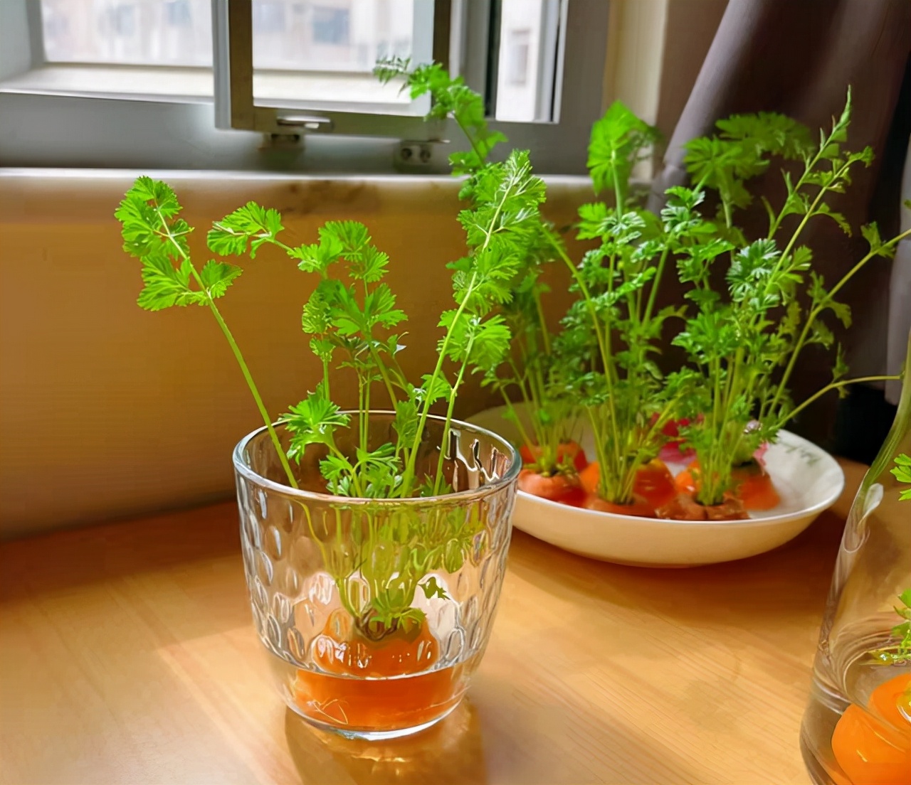 扔在水里就能活的绿植,类似绿萝扔水里就能活的植物