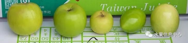 牛奶枣大青枣,牛奶枣和大青枣哪种好吃