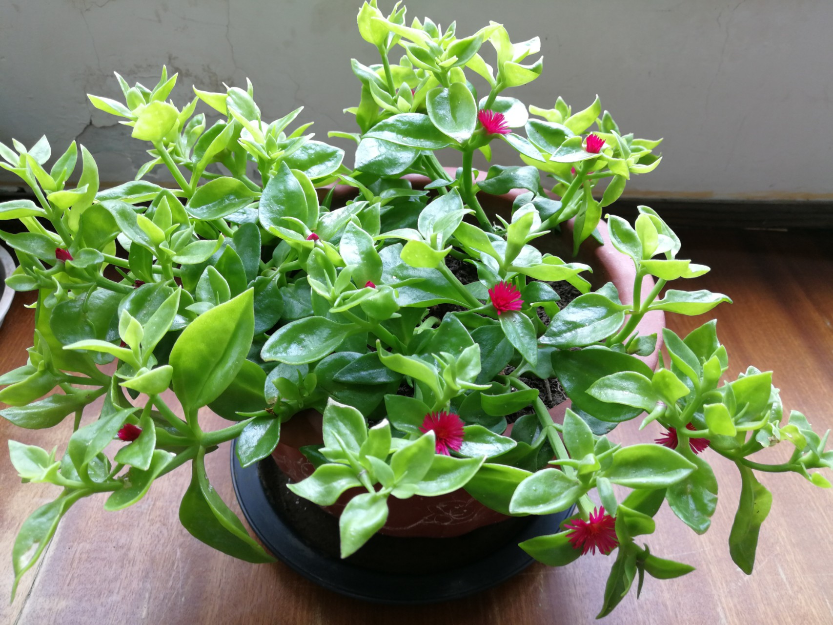 家庭客厅养什么花好看又旺财,客厅最吉祥的三种花