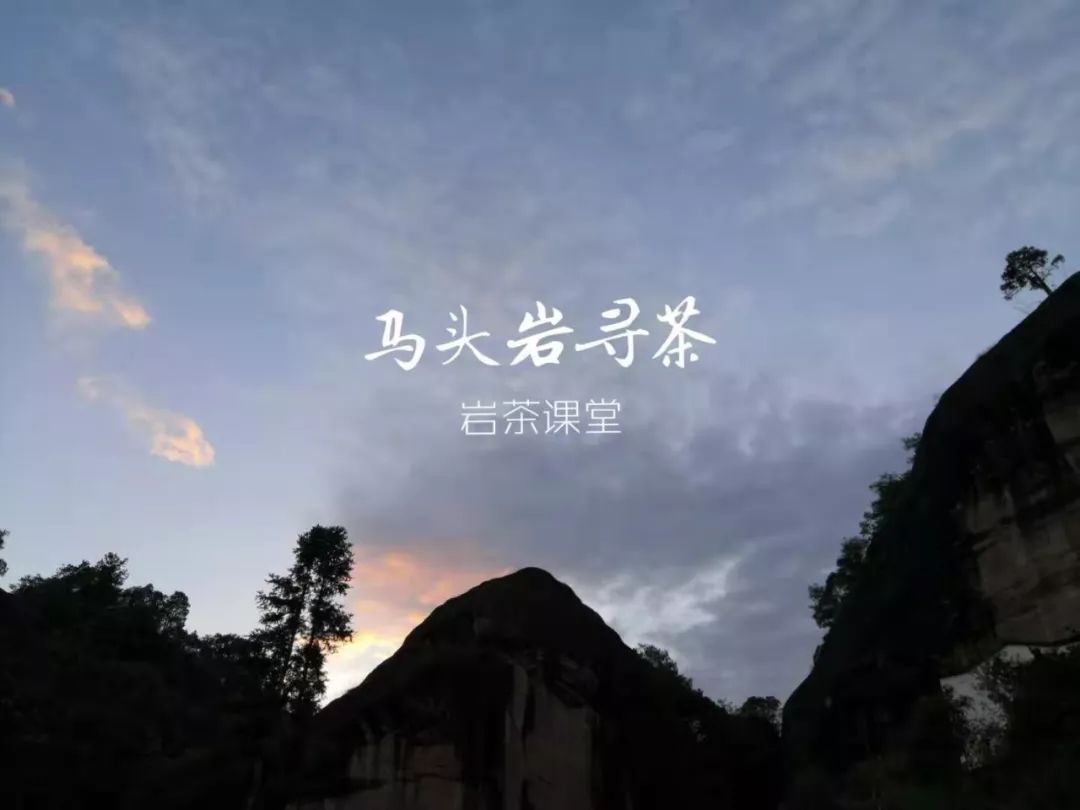 喝茶十多年了,岩茶最好喝的是哪一种