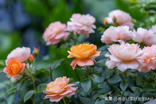 我爱月季花完整版,我爱月季花300字作文