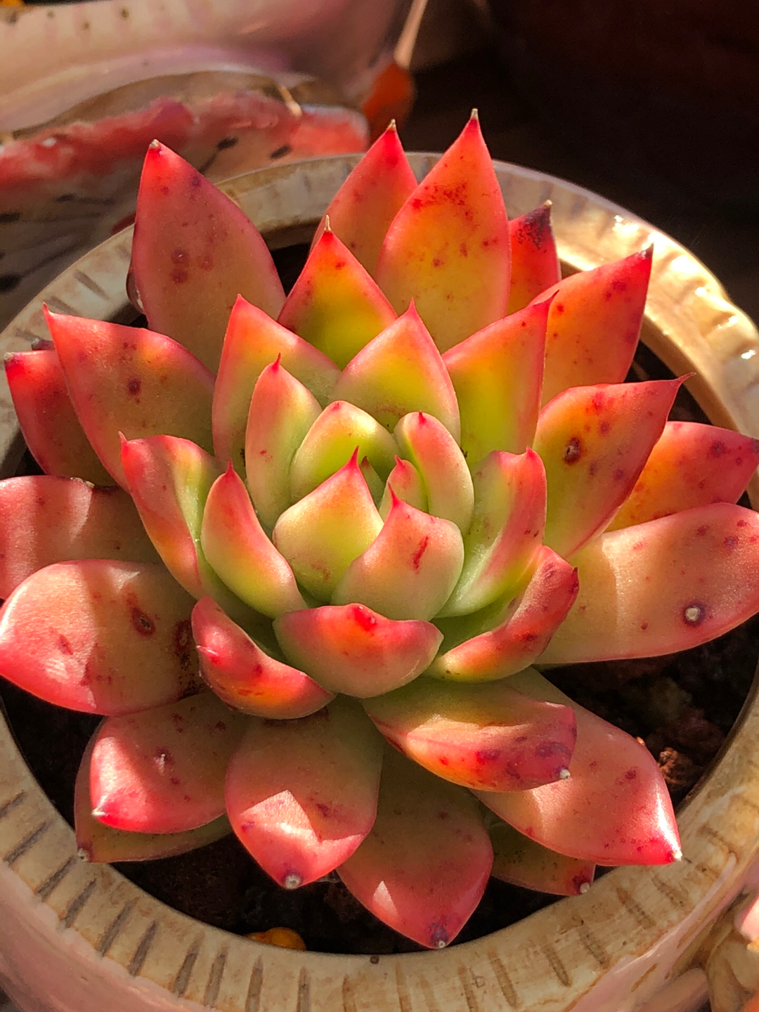 十二卷多肉的品种图鉴,100种多肉植物图片大全